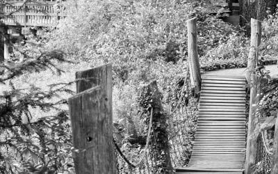 Narzissmus und Karriereleiter. Wölfe im Schafspelz: Narzissten