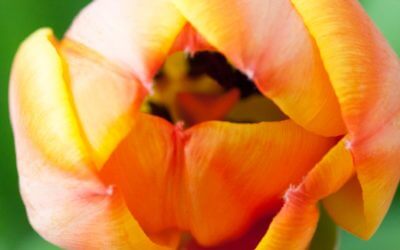 Vergessen Sie nie, das Leben ist eine Herrlichkeit! – Rainer Maria Rilke
