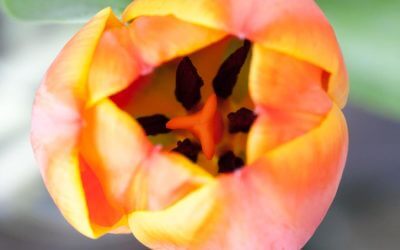 Auch wer um die ganze Welt reist, um das Schöne zu suchen, findet es nur, wenn er es in sich trägt.