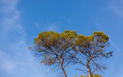 Was ist dran an der Kinesiologie?