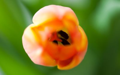 Das Glück gehört denen, die sich selbst genügen. Denn alle äußeren Quellen des Glückes und Genusses sind ihrer Natur nach höchst unsicher, misslich, vergänglich und dem Zufall unterworfen. –Arthur Schopenhauer