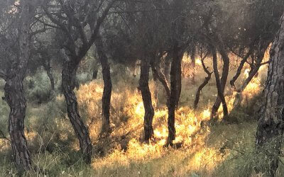 Vorbereitung einer Trauerrede: Wie, was und was besser nicht!