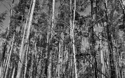 Wenn wir davon träumen, morgen die Berge zu bewegen, müsse wir heute damit beginnen, kleine Steine aufzuheben. –Afrikanisches Sprichwort